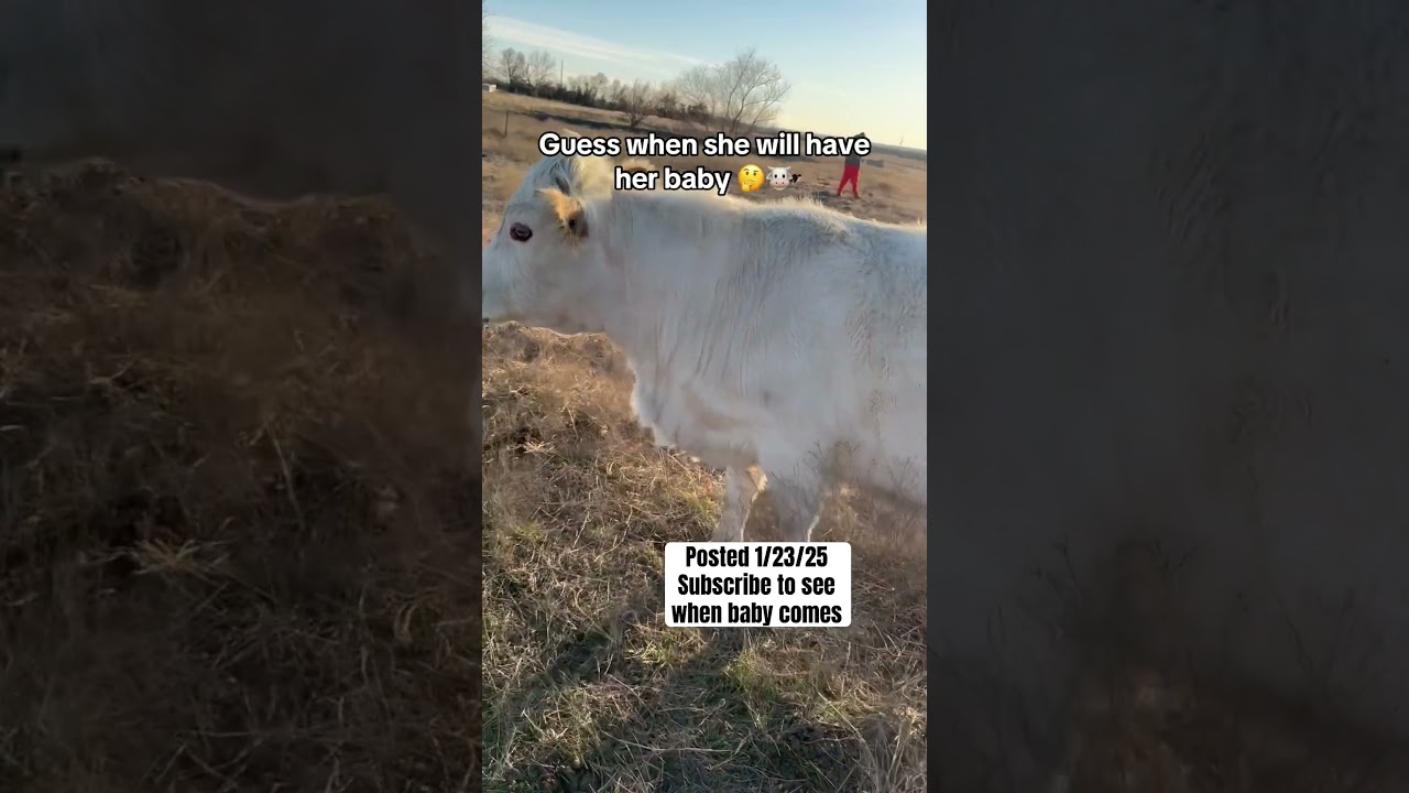 #babycow #pregantcow #highlandcow #highpark #farmlife #cowfarm