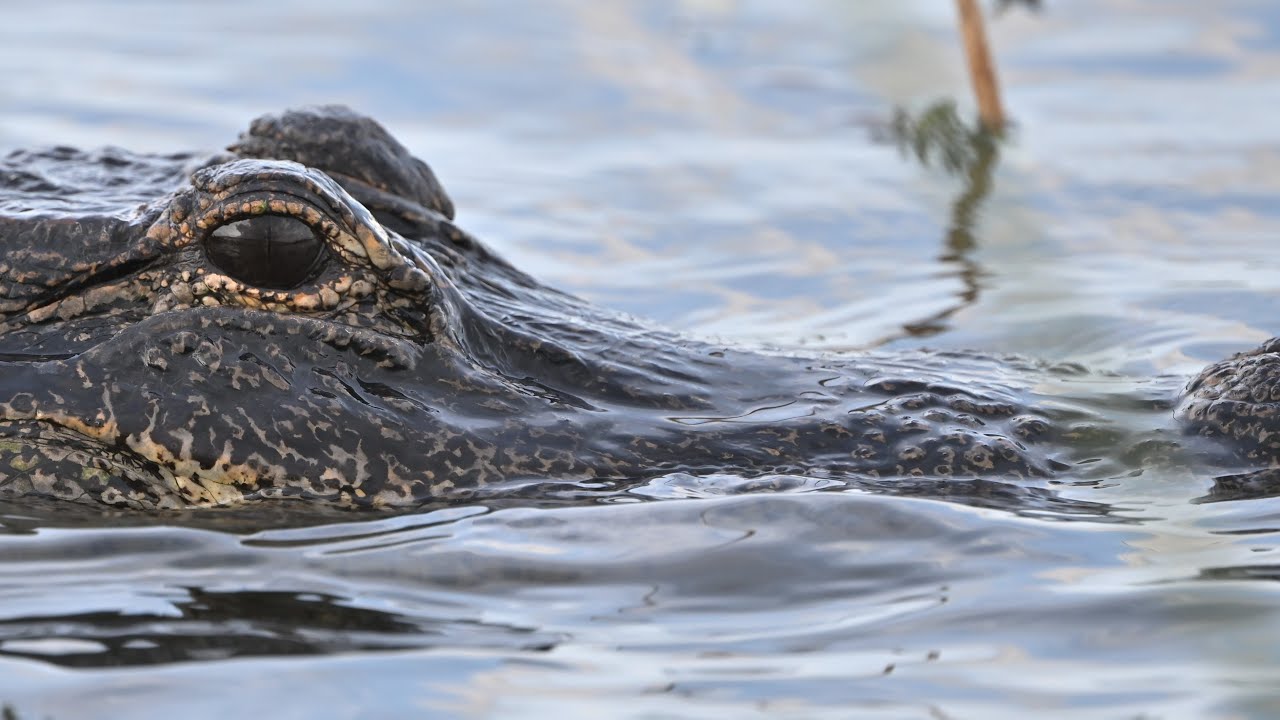 SWEETWATER WETLANDS PARK: MAY & JUNE 2023