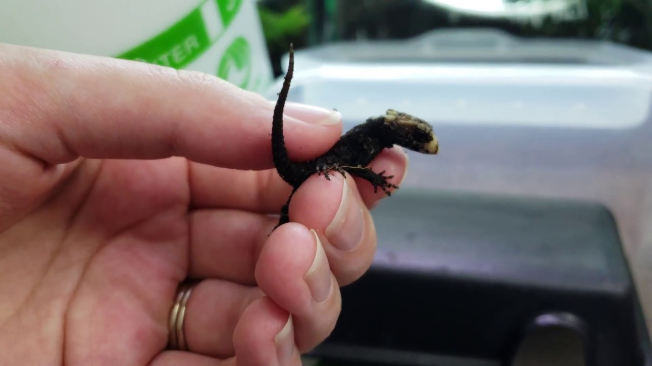 Setting Up Baby Crocodile Skinks