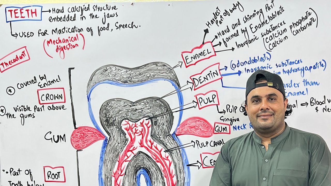 LEC 2 | Structure and Function of Teeth | 1st year biology | 