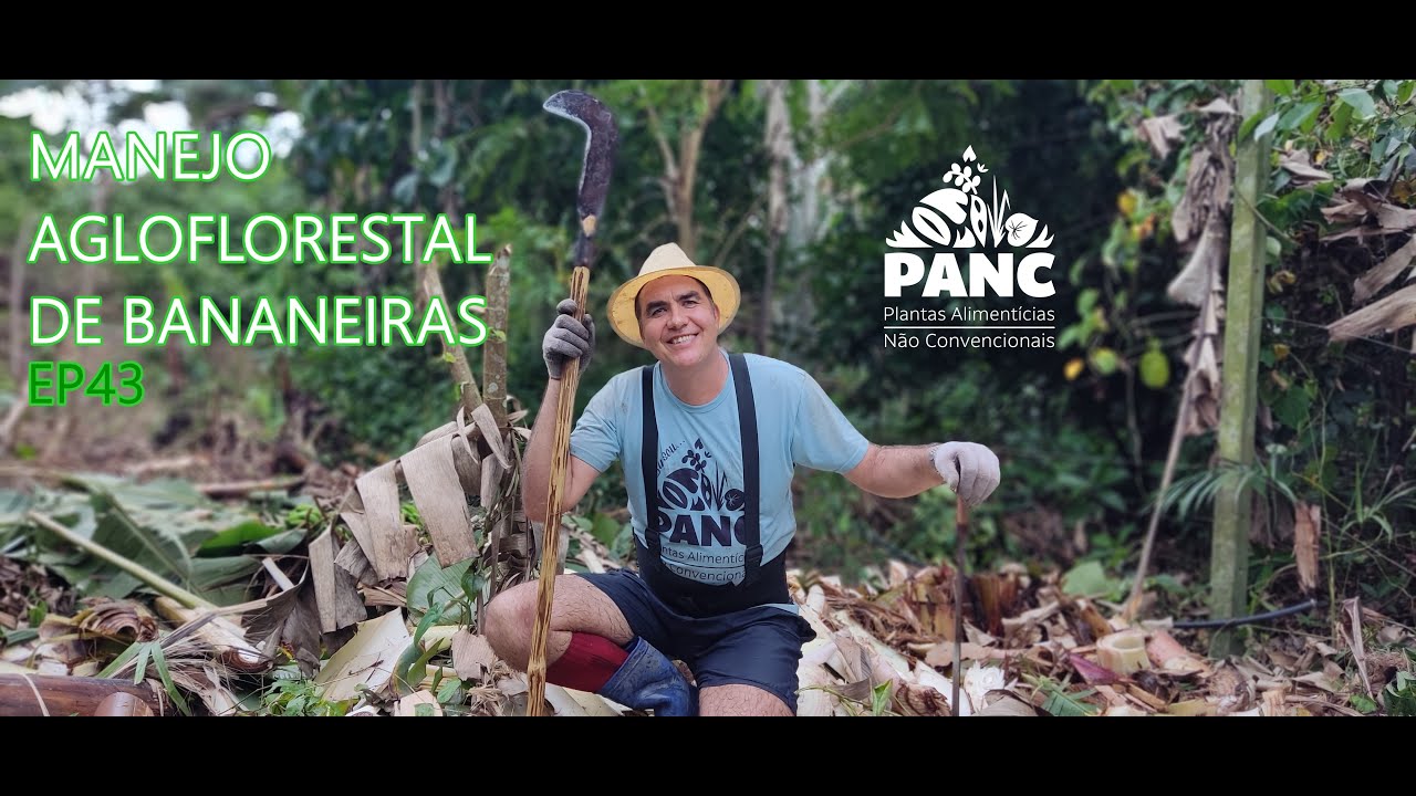AGROFLORESTA - MANEJO DE BANANEIRA NO SÍTIO PANC | #valdelykinupp #pancnaveia