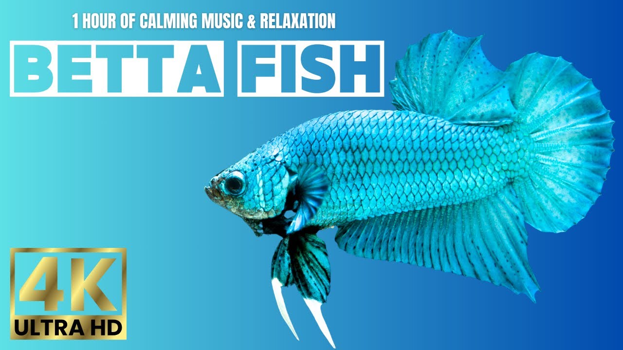 Extremely Calming Betta Fish - 1 Hour of Aquatic Ambience for Rest & Stress Relief