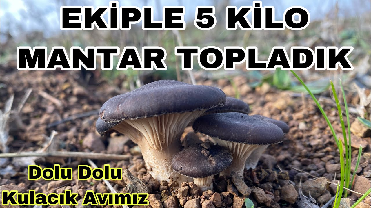 DİKEN MANTARI TOPLADIK🍄Harika kulacık avımız🍄Karakulak mantarı/mantar türleri/mantar çeşitleri