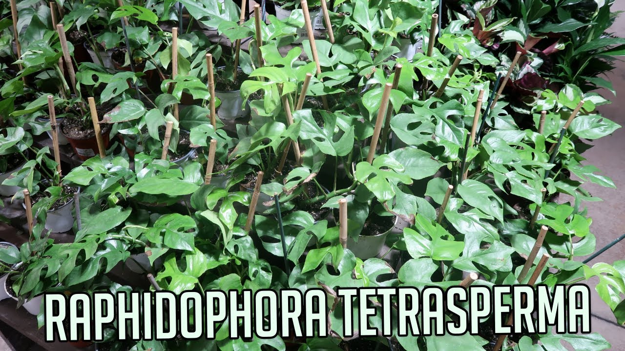 A LOT OF MINI MONSTERAS (Raphidophora Tetrasperma) | Summer 2020 Houseplant Tour