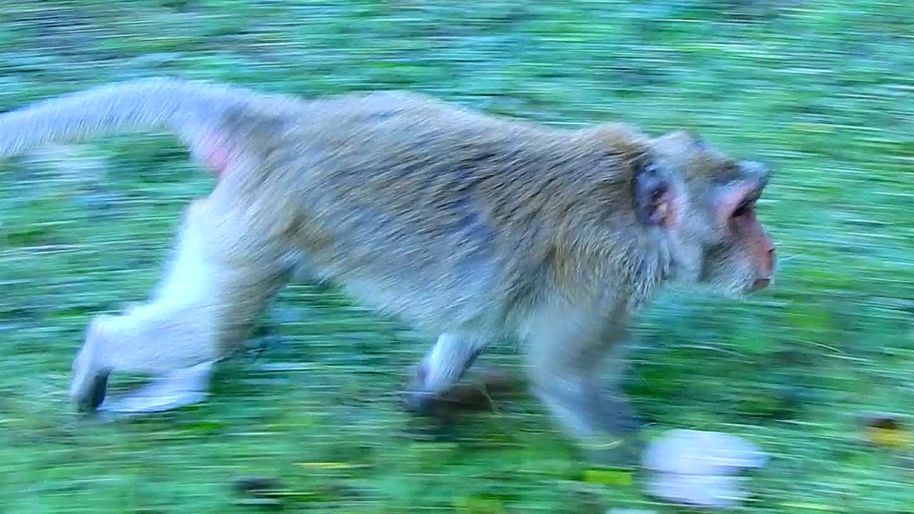 OMG..Jane monkey very drug run ch@se other females not come involve her males choosing.