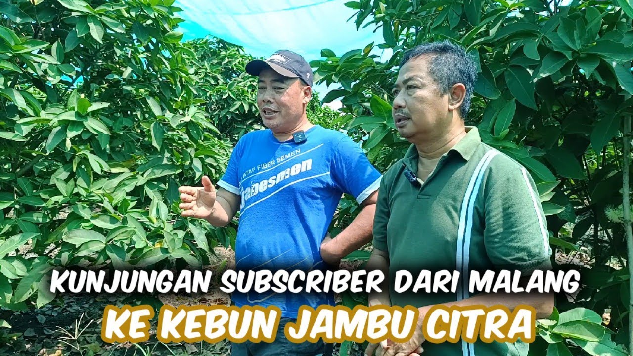 Kunjungan Subscriber Dari Malang‼️Ingin Budidaya Jambu Citra Di Kota Malang