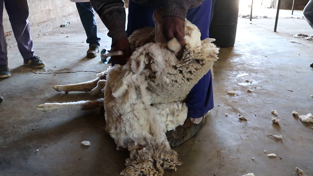 Samuel Juba Shearing Demonstration in South Africa