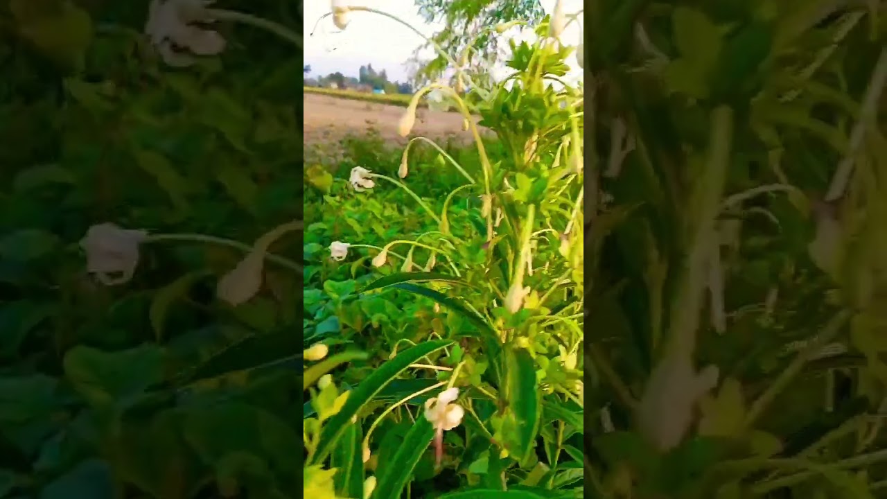 Very rare and beautiful flowers of wild herbs #wildherbs #vegitation