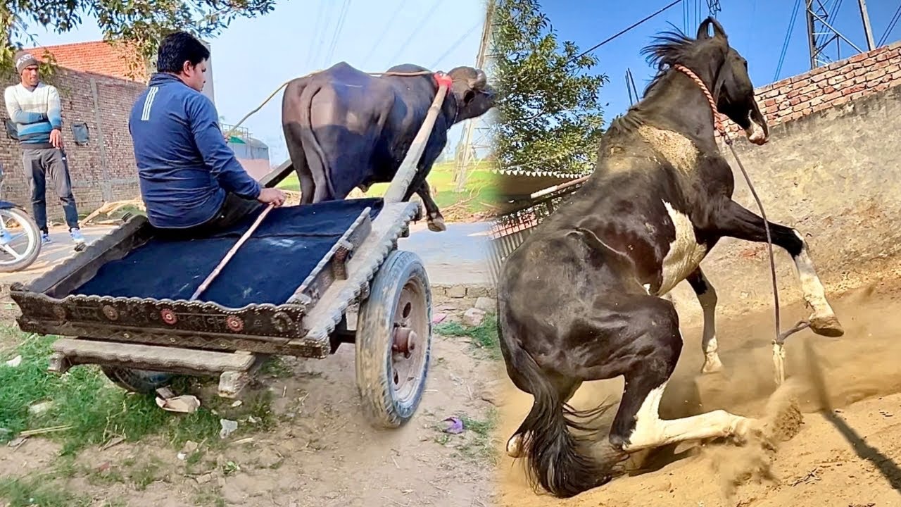 MILKHA Ko Dekhne Aagye | RAJRANI Ko Kya Hua Aaj 😨