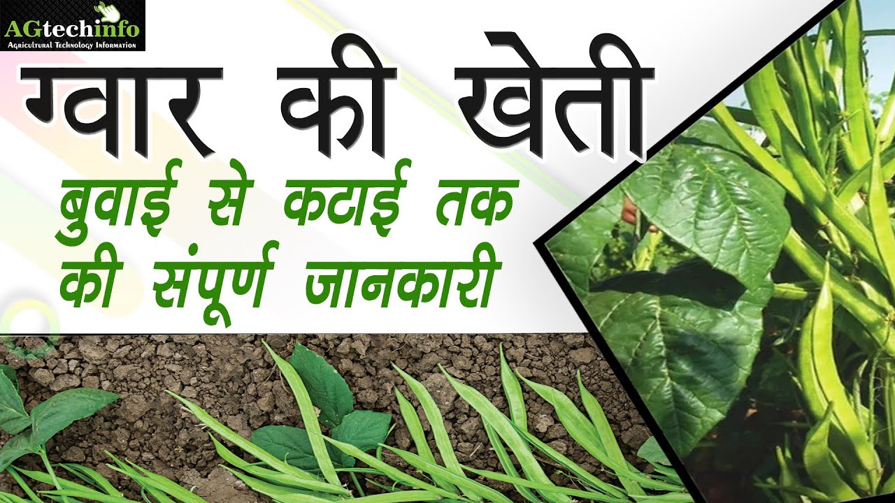 #guar  Ki Kheti : Unlock The Wonders of #clusterbean  Farming in Hindi....