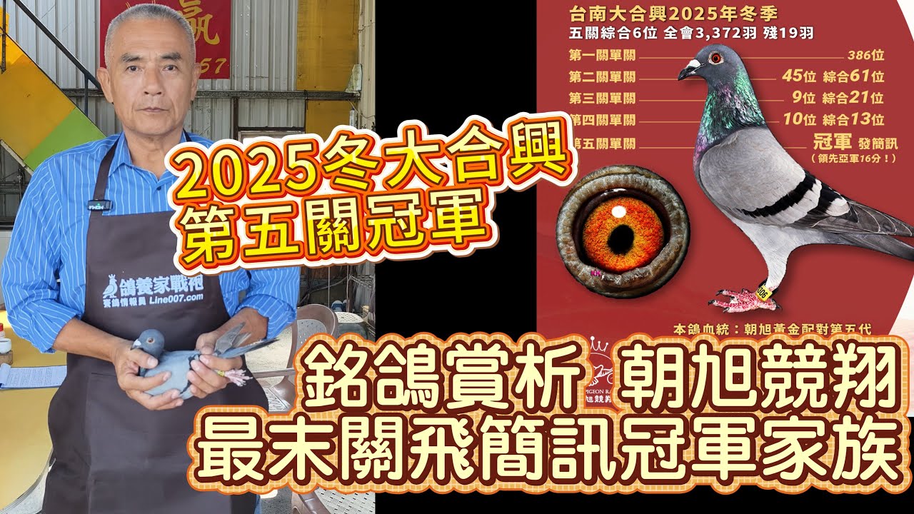 銘鴿賞析！朝旭競翔飛簡訊冠軍家族！25冬大合興6位第五關簡訊冠軍鴿現身 #朝旭競翔 #宋建霆 #強豪 #種鴿 #養鴿 #賽鴿 #飛鴿 #鴿子