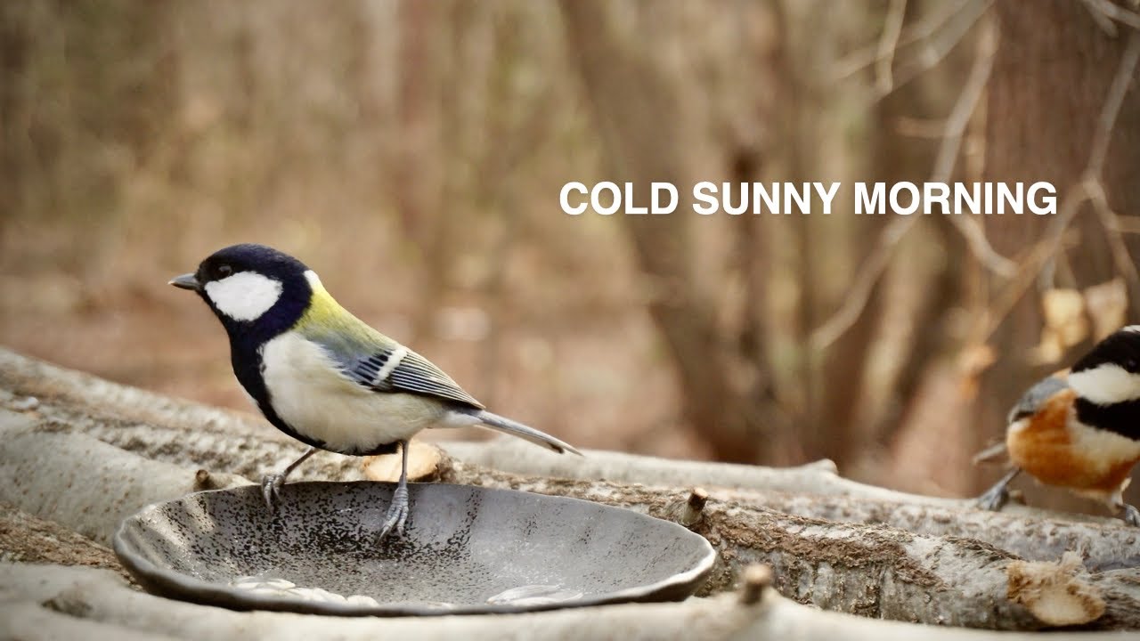 Cold Clear Morning at the Bird Feeder | Started at 8 AM, -2.7°C / 27.1°F