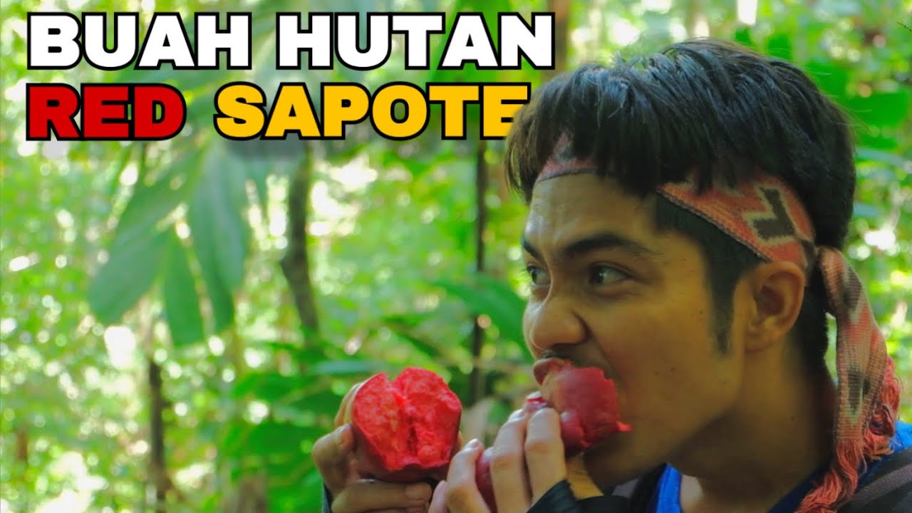 2 Hari ,Menjelajah Hutan mencari buah,masak makanan hutan & Panen air kehidupan