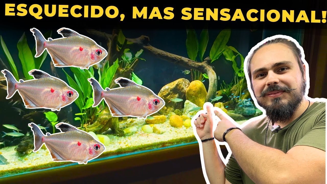 🔴ESSE PEIXE É SUBESTIMADO MAS VAI TE SURPREENDER ( TETRA ROSACEO ) |Mr. Betta|