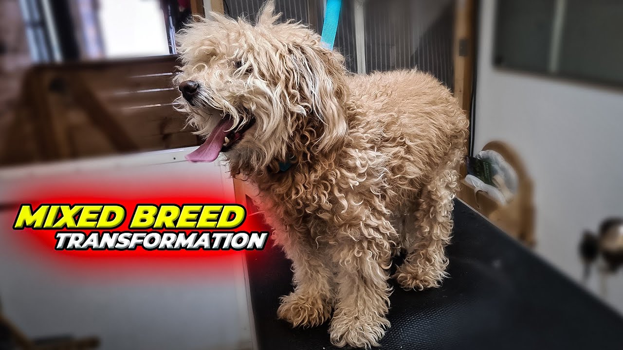 Incredible MIXED BREED Grooning Transformation