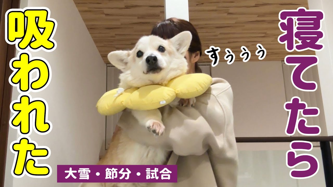 状況がよくわからないまま、ママに犬吸いされるコーギー