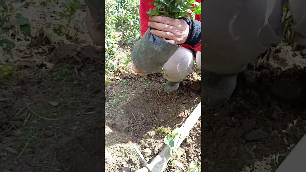 poşeten tarlaya &ccedil;ay fidesi dikimi lazca