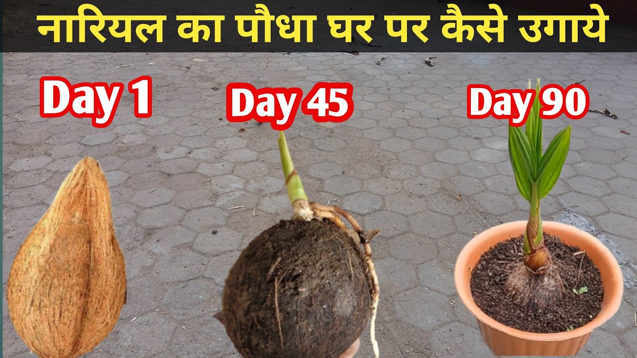 नारियल का पौधा घर पर कैसे उगाये | How to grow coconut plant at home