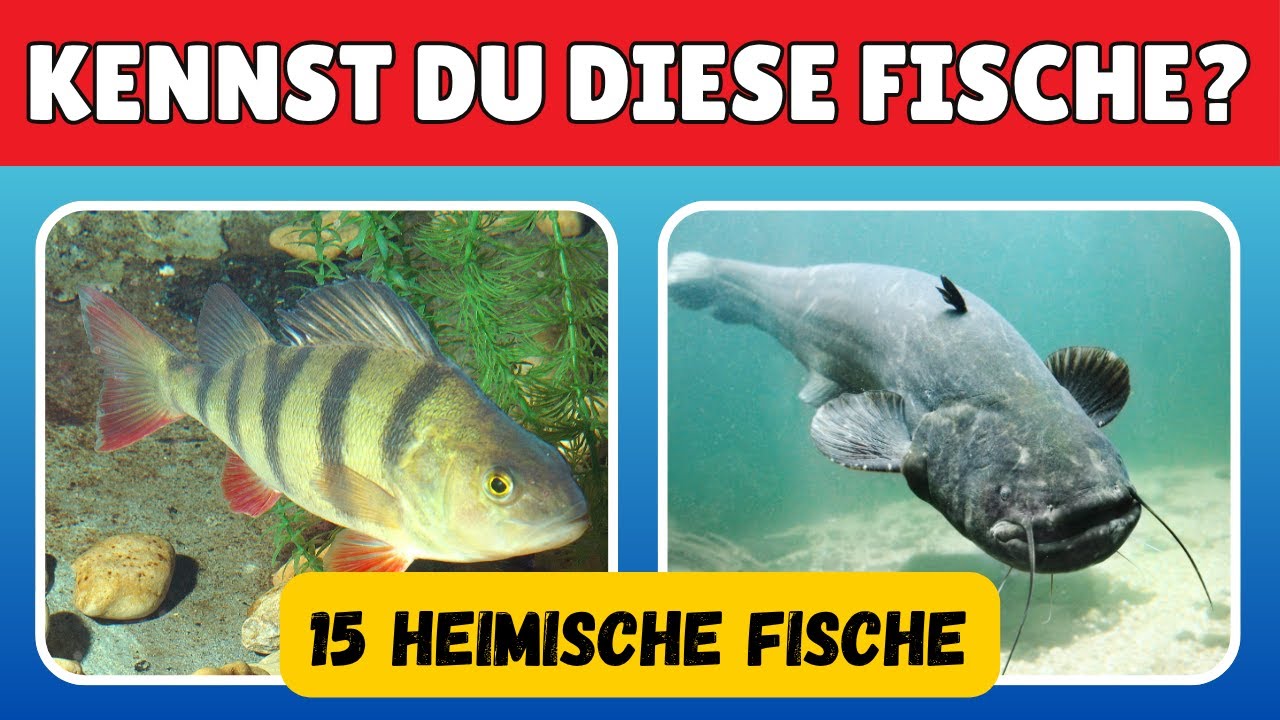 15 heimische Fische erkennen 🐟 &ndash; Wie gut kennst du unsere Arten aus Fluss & See?