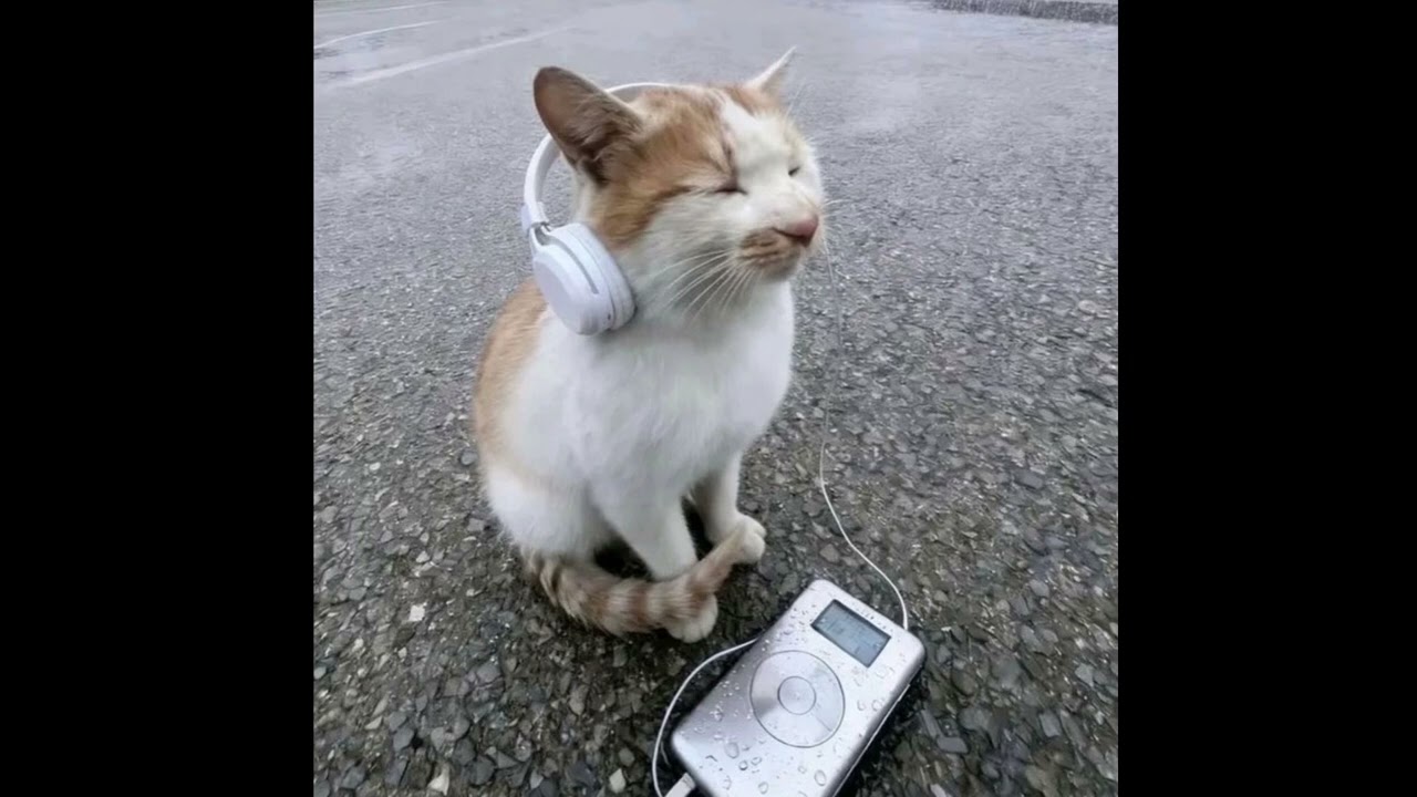 housecat_3.wav