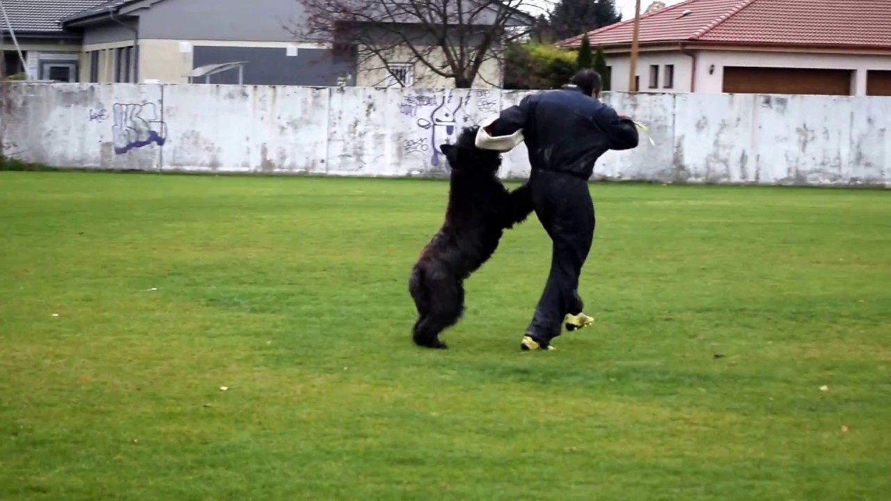 Bouvier des Flandres - IPO 3 - part 1