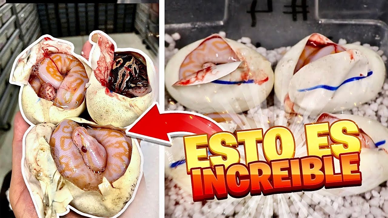 No Creerán Lo Que Nació (Cortando Huevos De Pitón Bola)