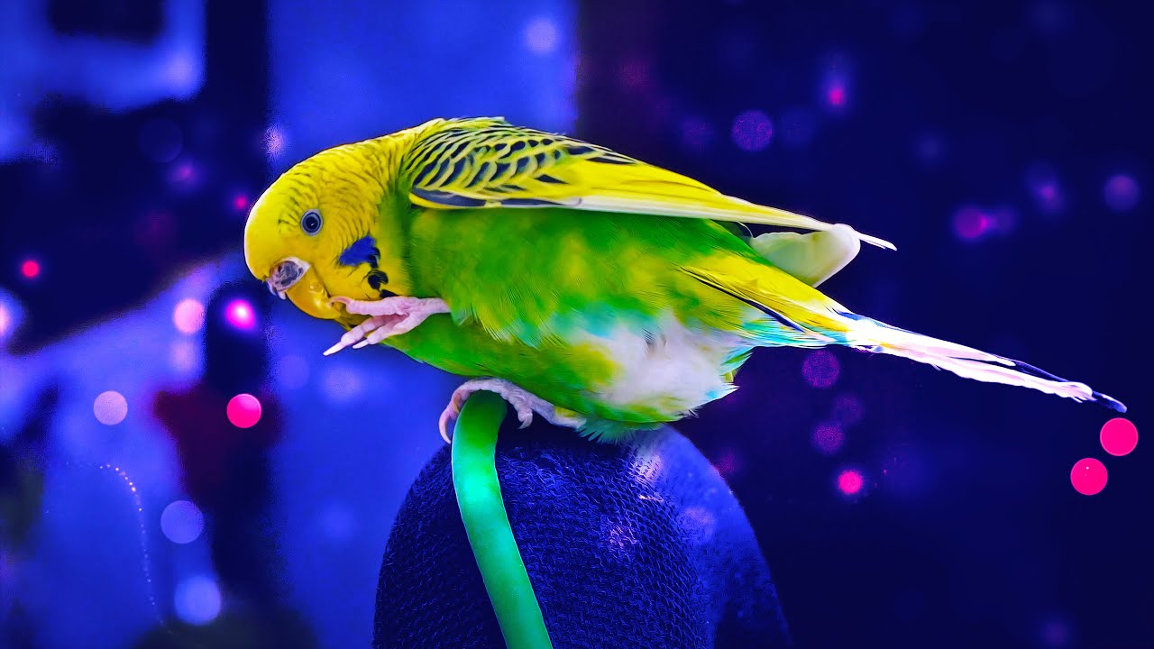 Morning Sounds of Budgies for 1 Hour