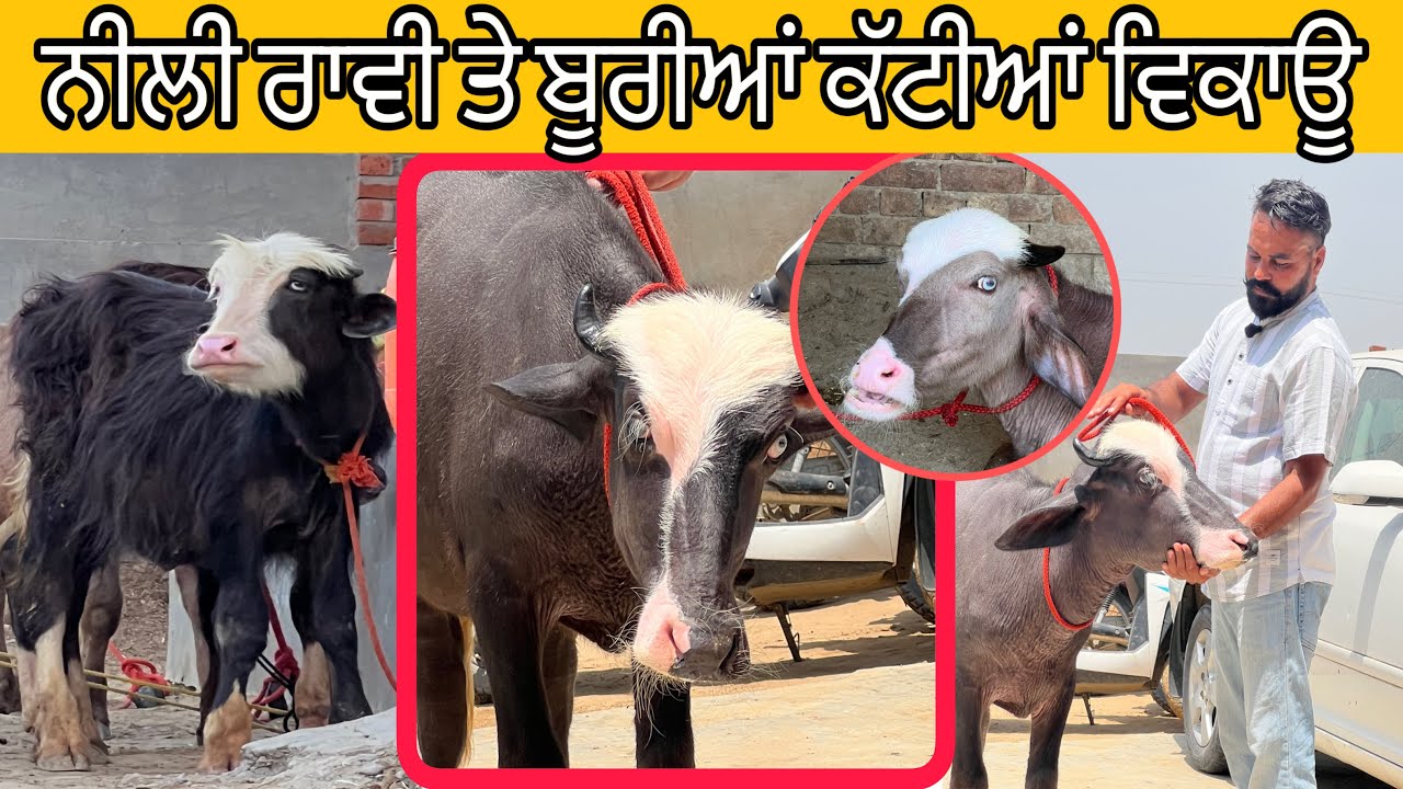 Nili Ravi female and male calf for sale