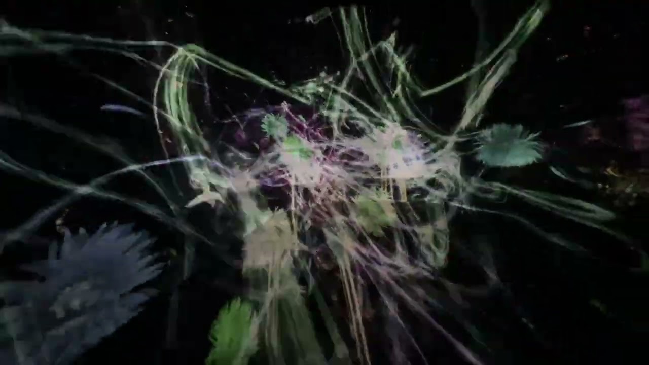 Tokyo teamlab borderless
