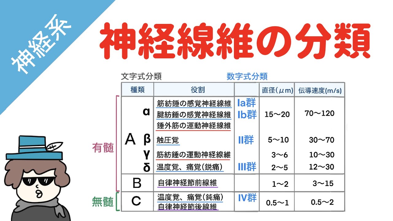 神経線維の分類