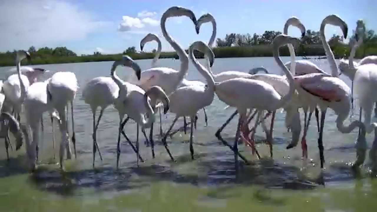 Flamants Rose sauvage de Camargue, Magnifique Vidéo