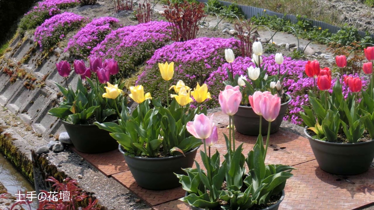 古民家でガーデニング2019早春の花spring Garden life