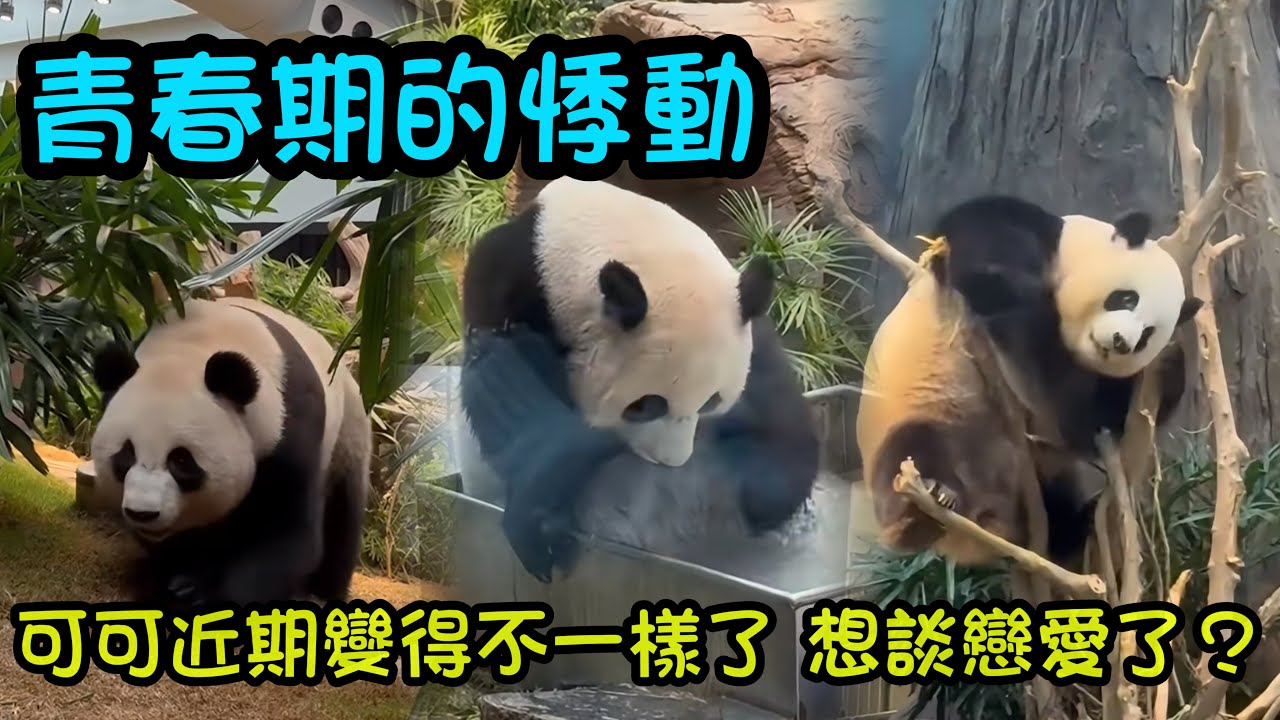 可可最近變得不一樣了，少女心的悸動，可可可能進入求偶期#大熊貓可可 #panda #cutepanda 