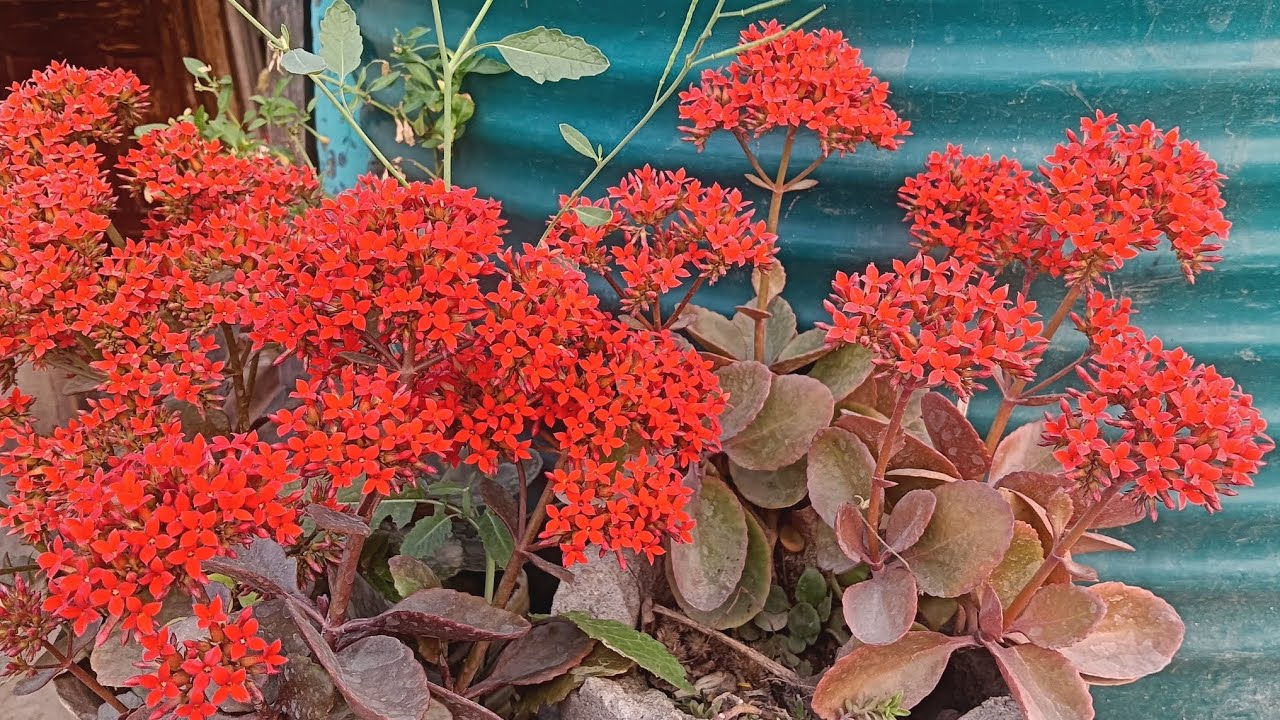 Winter flower plant blooming in my garden 🏡If you like it then like and subscribe this video 