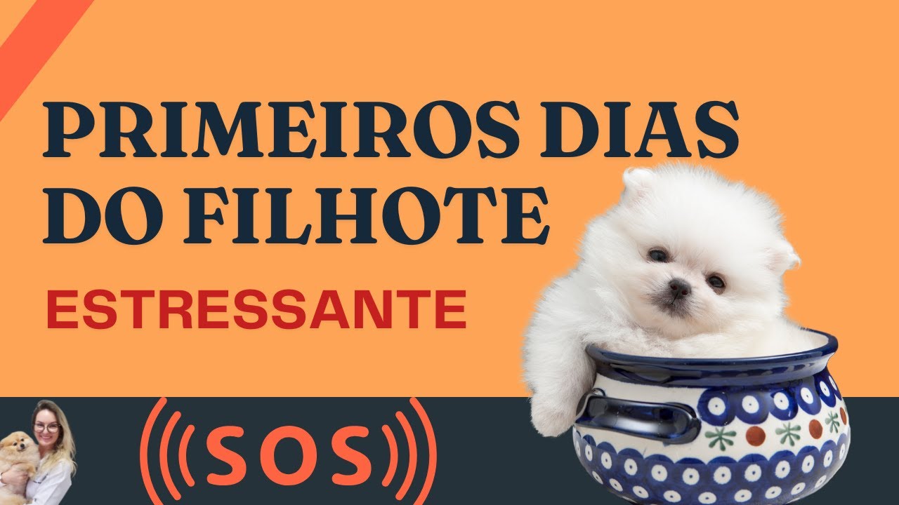 Primeiros dias do filhote | Spitz Alemão | Dicas práticas