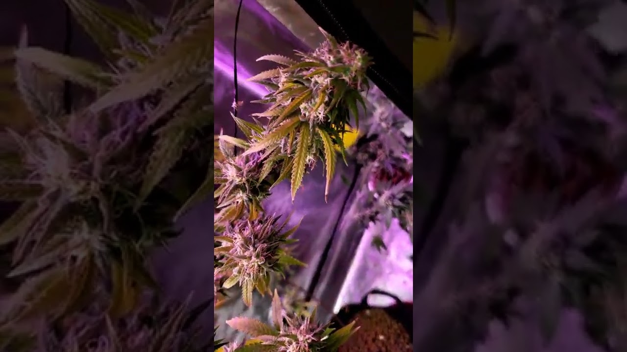 2x4 tent monster quarter pound plant