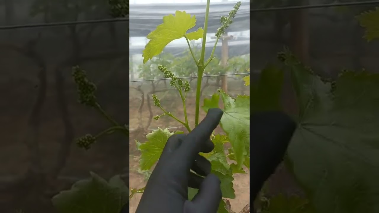 1 #冷棚葡萄种植 #葡萄花穗多是去年前期管理的原因 #娟姐交你葡萄管理 @快手创作者中心O3xrgtux2ehryffe  @快手三农O3xhqbb3ibyungcs