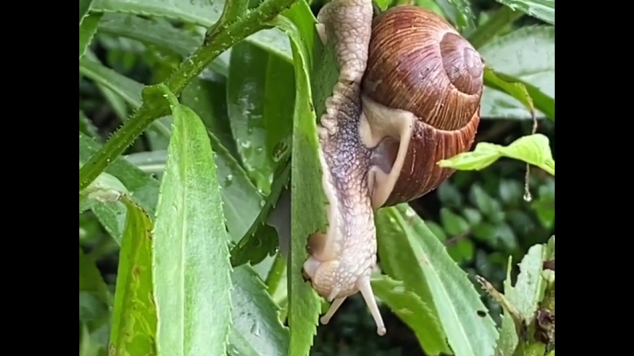 Snail Move... A Slow Start Is Still A Start!