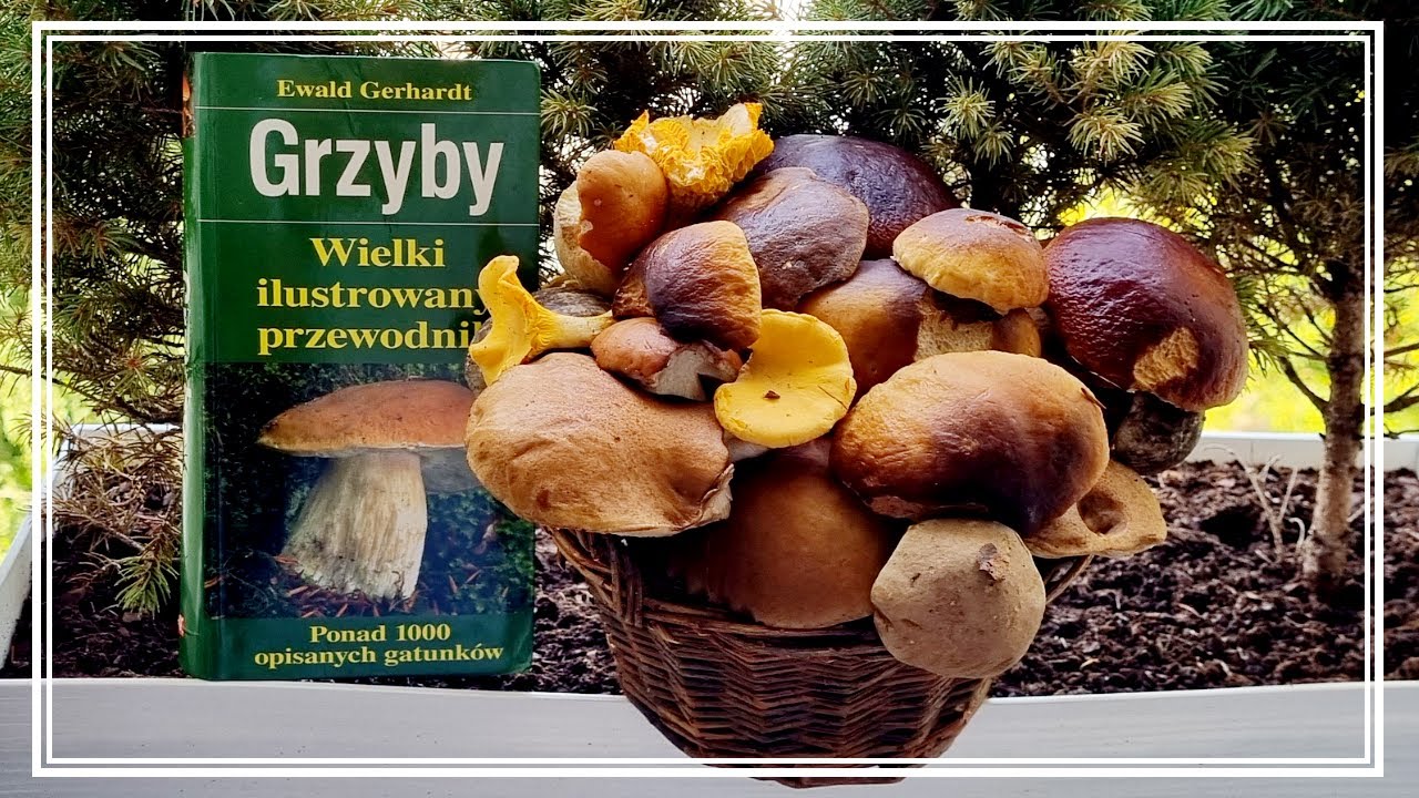 Dwudniowe GRZYBOBRANIE w piękny WRZEŚNIOWY WEEKEND - GRZYBY PRAWDZIWKI, KOŹLARZE, KURKI, KOLCZAKI