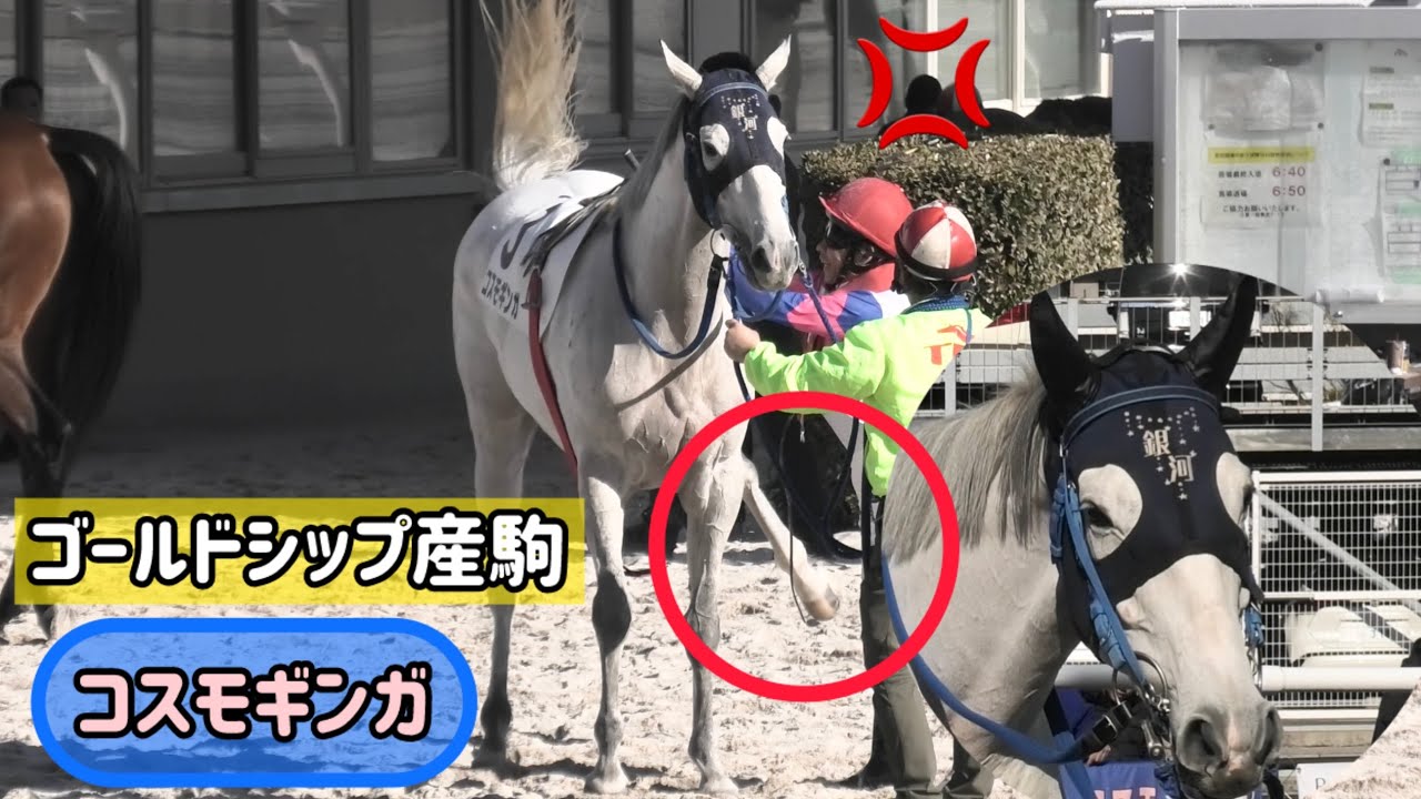 【ゴールドシップ産駒】大晦日だよコスモギンガちゃん❗️怒りのギンちゃんキックでレース納め😳