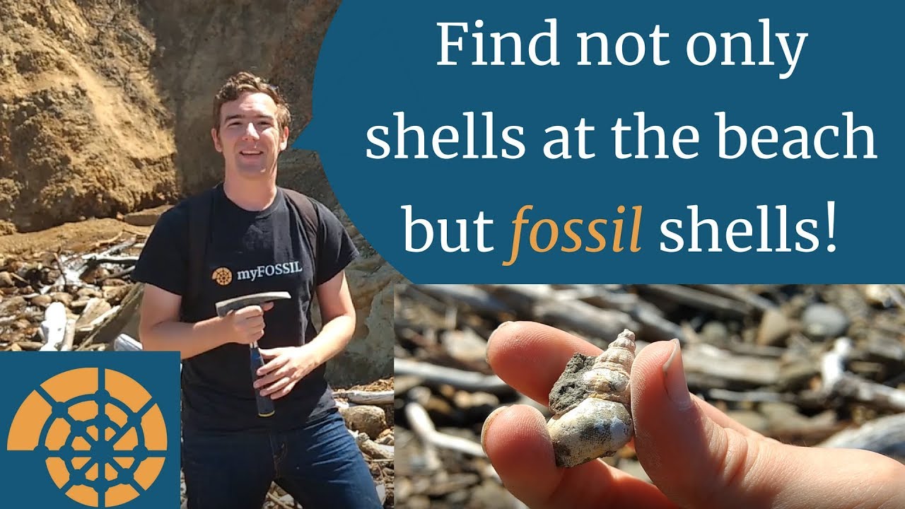 50 States of Fossils - Oregon (ft. North America Research Group)