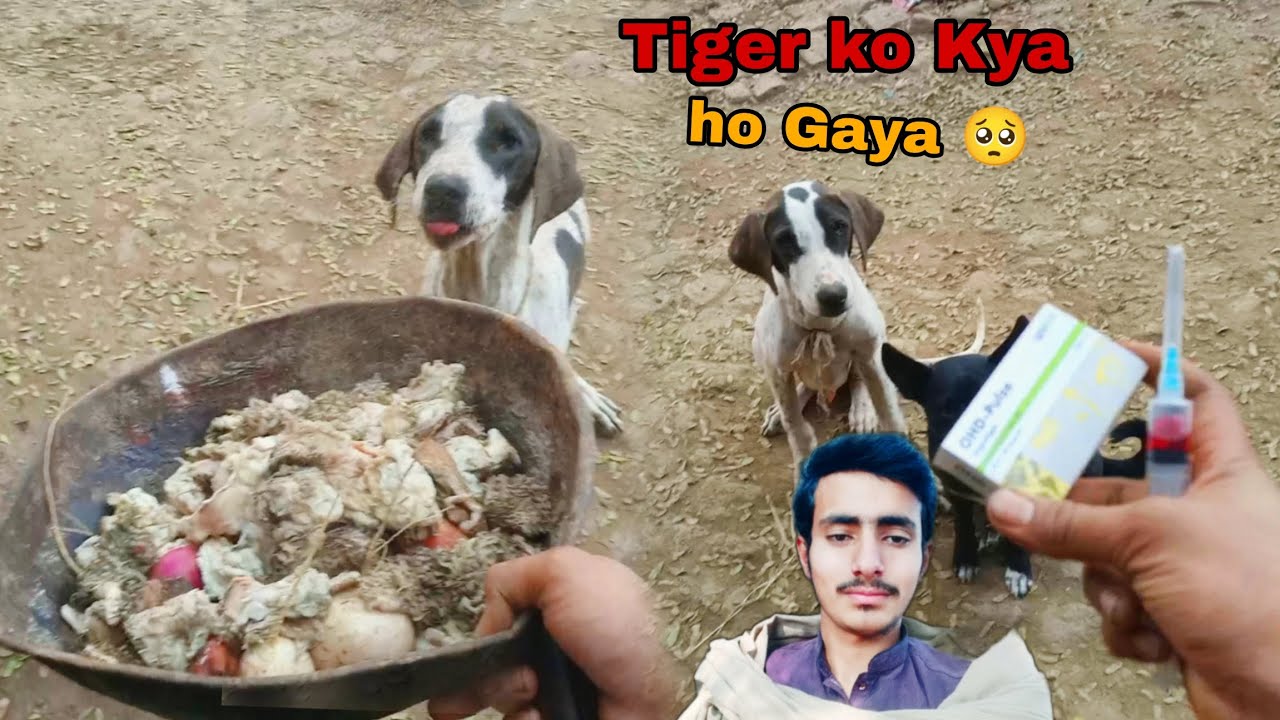 Bully ko Kya ho Gaya 🥺 Haider Shok vlog YouTube video #viralvideo #youtube #unfrezzmyaccount 