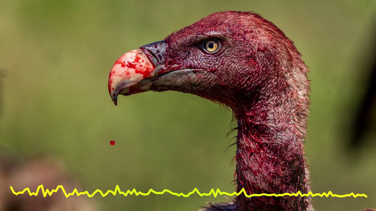 Nature Of Wires Feat. CountessM - Don't Let the Vultures In