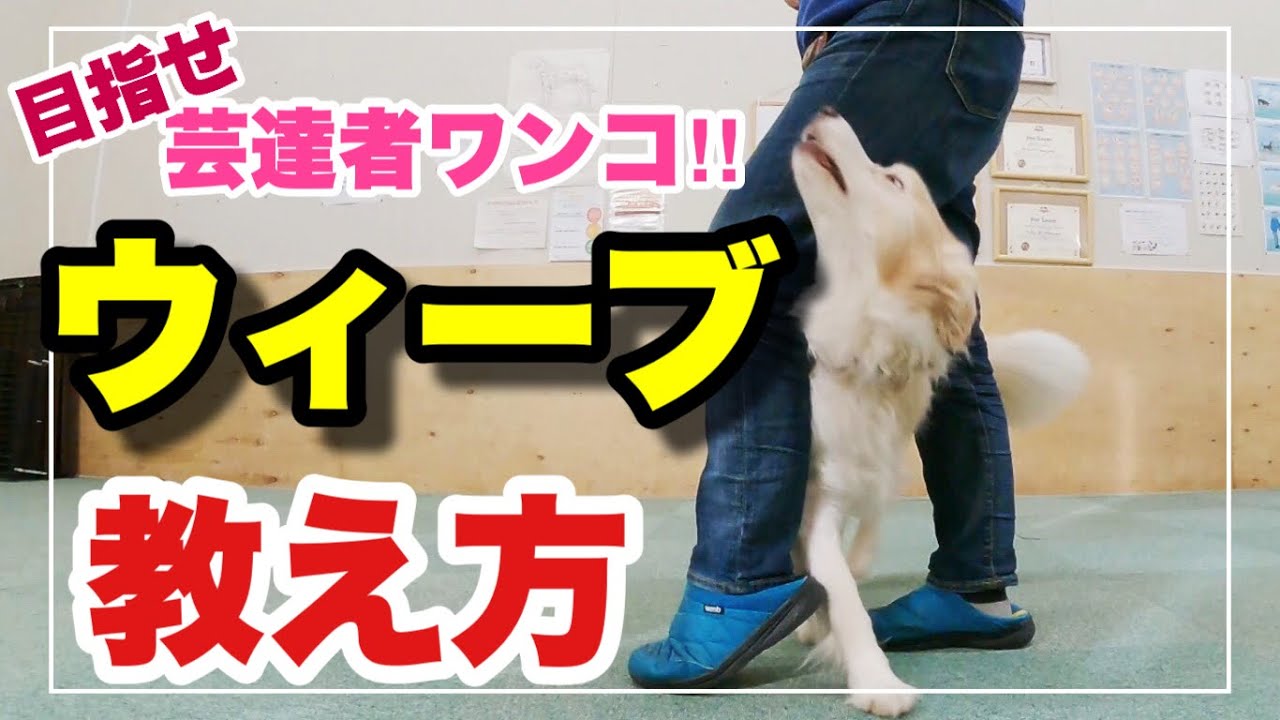 【犬の芸 トリック】足の間をジグザグ歩き『ウィーブ』の教え方 🐶目指せ!芸達者ワンコへの道 #1