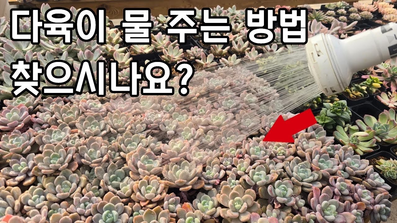 다육이 잘 키우는 사람 클릭금지!! 초보를 위한 다육이 물 주기 방법