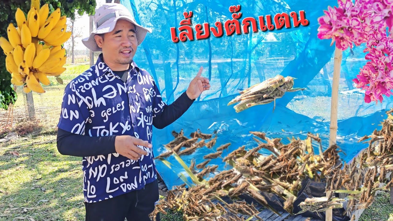 ตั้งใจมาหลายปี." พึ่งจะได้เลี้ยงตั๊กกะแตน.🦗 🦟 🦗12/1/2026