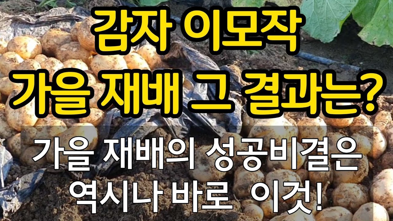 감자 이모작! 가을재배 그 결과는? 가을 감자 재배의 비결은 바로 이것!