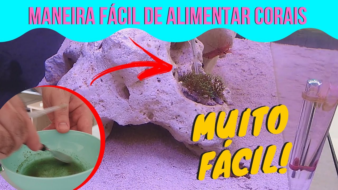 COMO ALIMENTAR CORAIS - F&aacute;cil e Barato