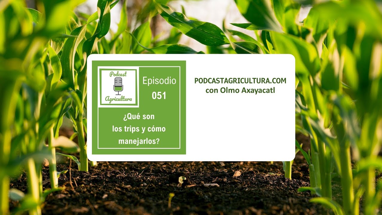 051 ¿Qué son los trips y cómo manejarlos?