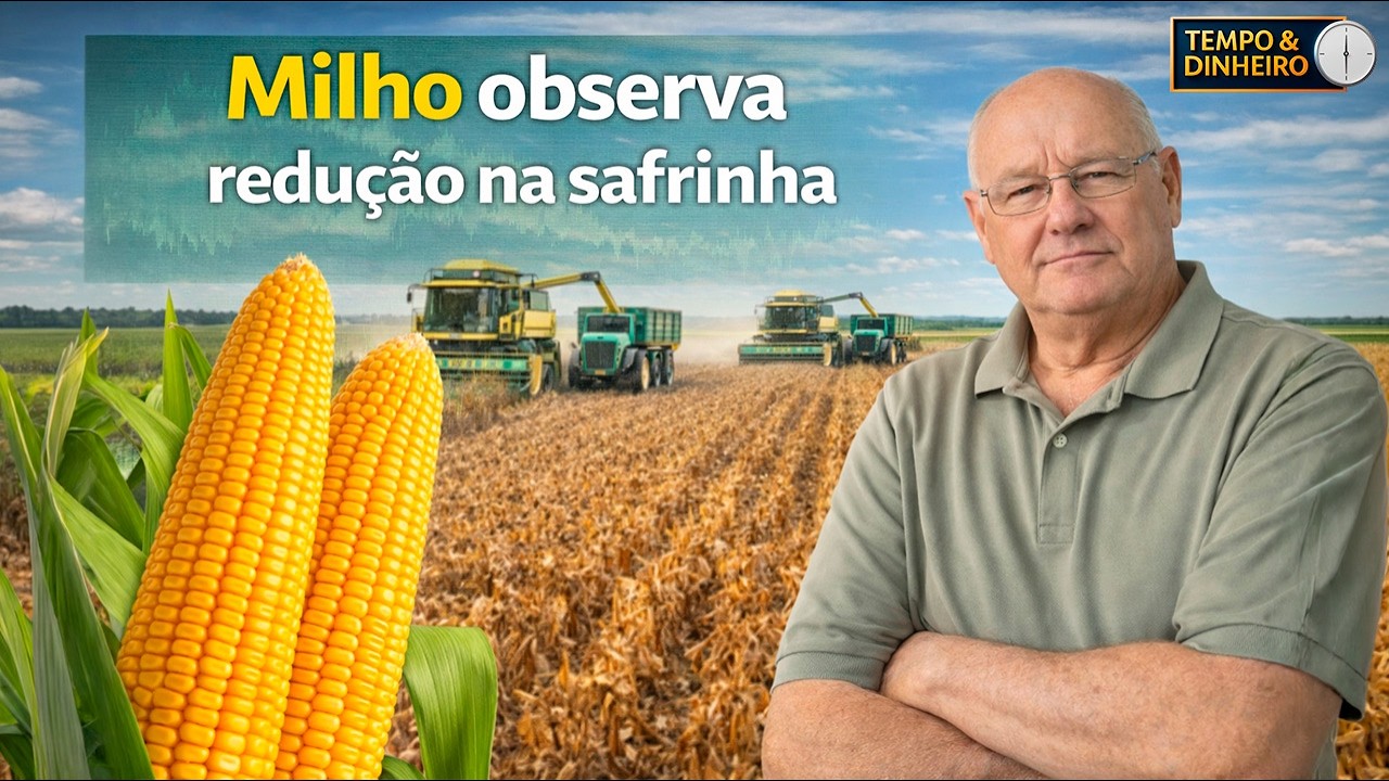 Milho de olho na safrinha menor e mercado começa a reagir